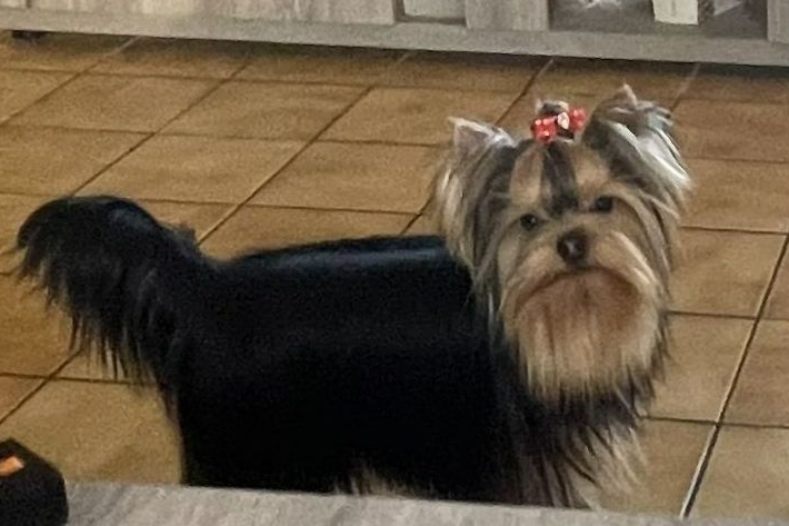 Yorkshire mâle adulte