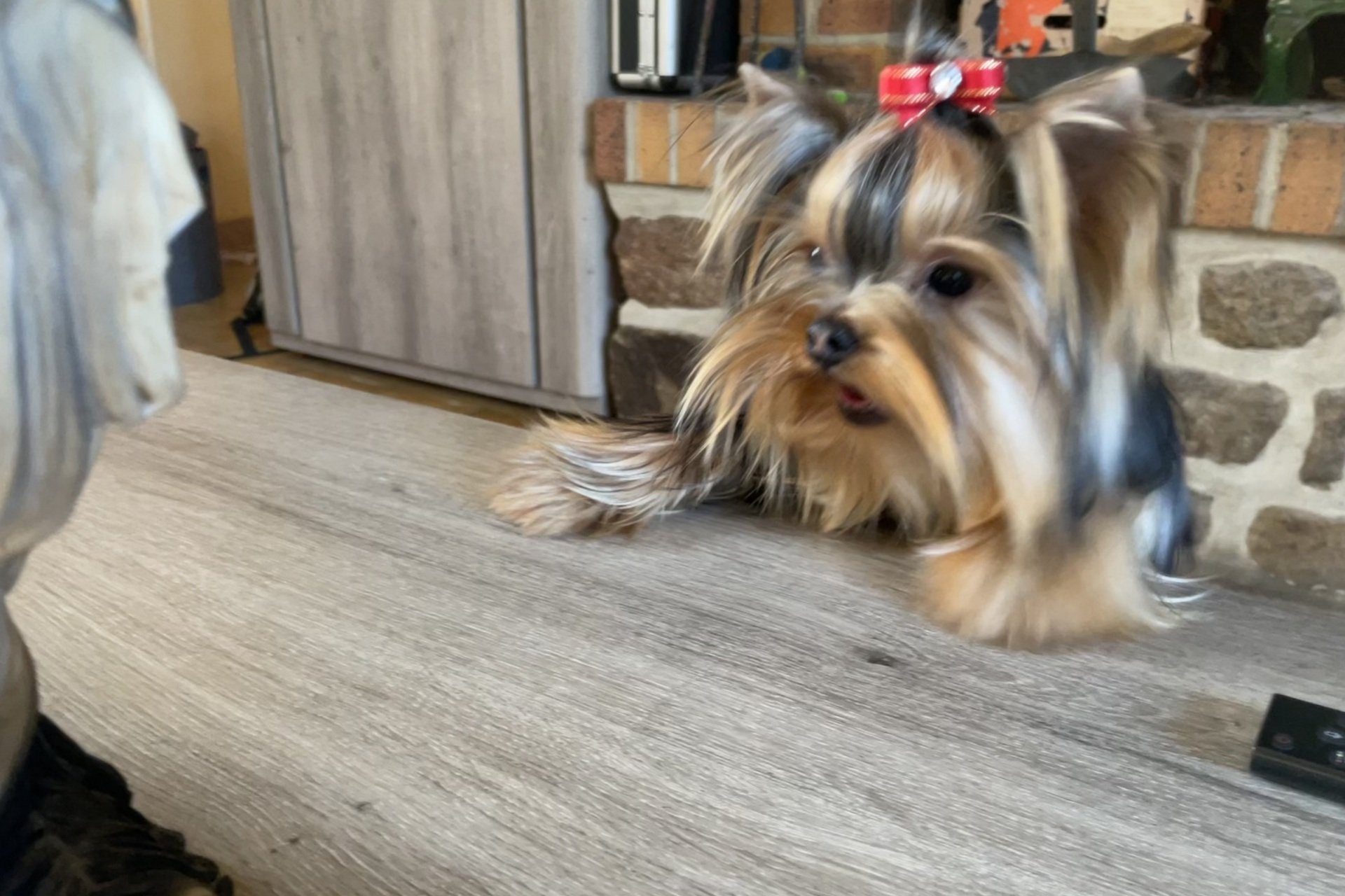 Yorkshire mettant ses pattes avant sur le rebord d'une table basse