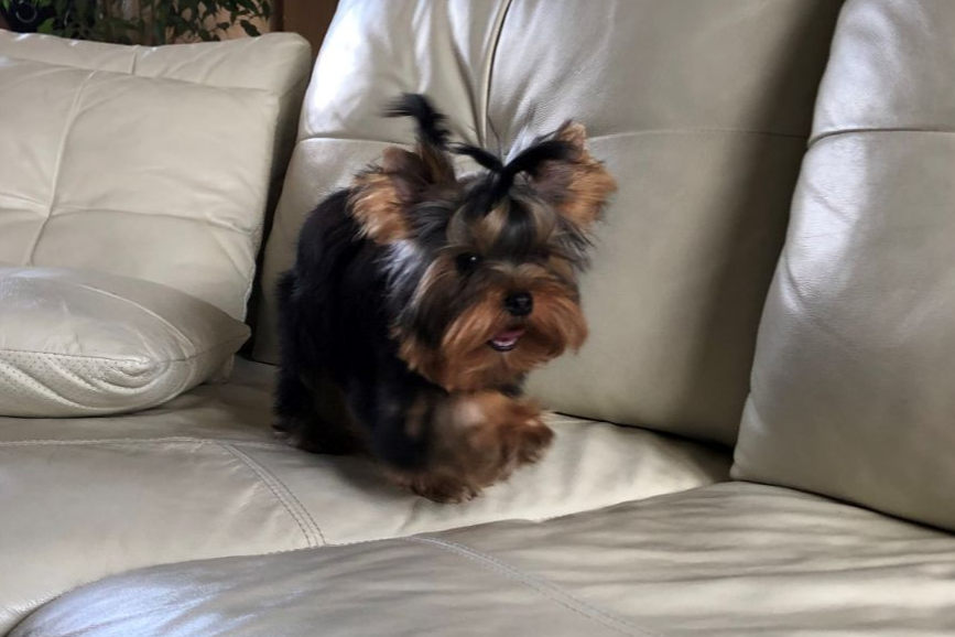 Chiot Yorkshire Terrier assis sur un canapé en cuir beige
