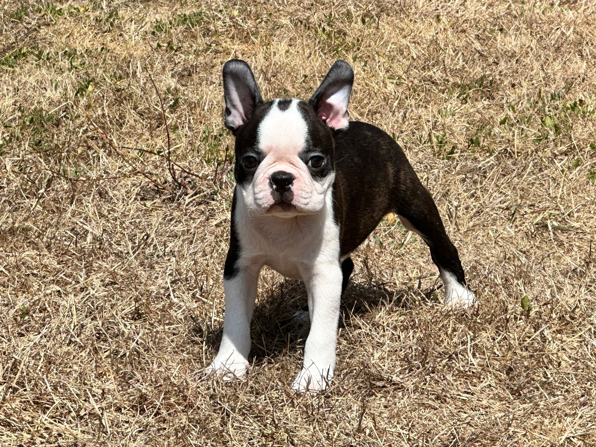 boston chiot assi  dehors