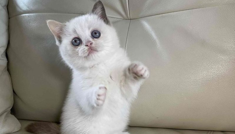 Petit chaton blanc