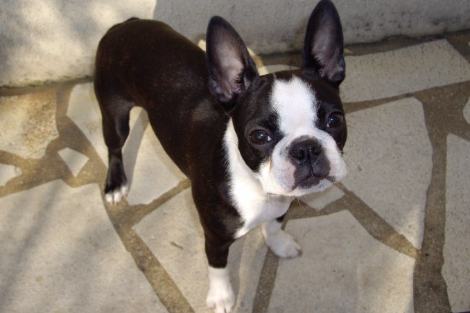 Chien Boston Terrier debout sur un sol carrelé