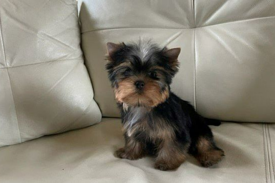 Petit Yorkshire assis sur un canapé en cuir beige