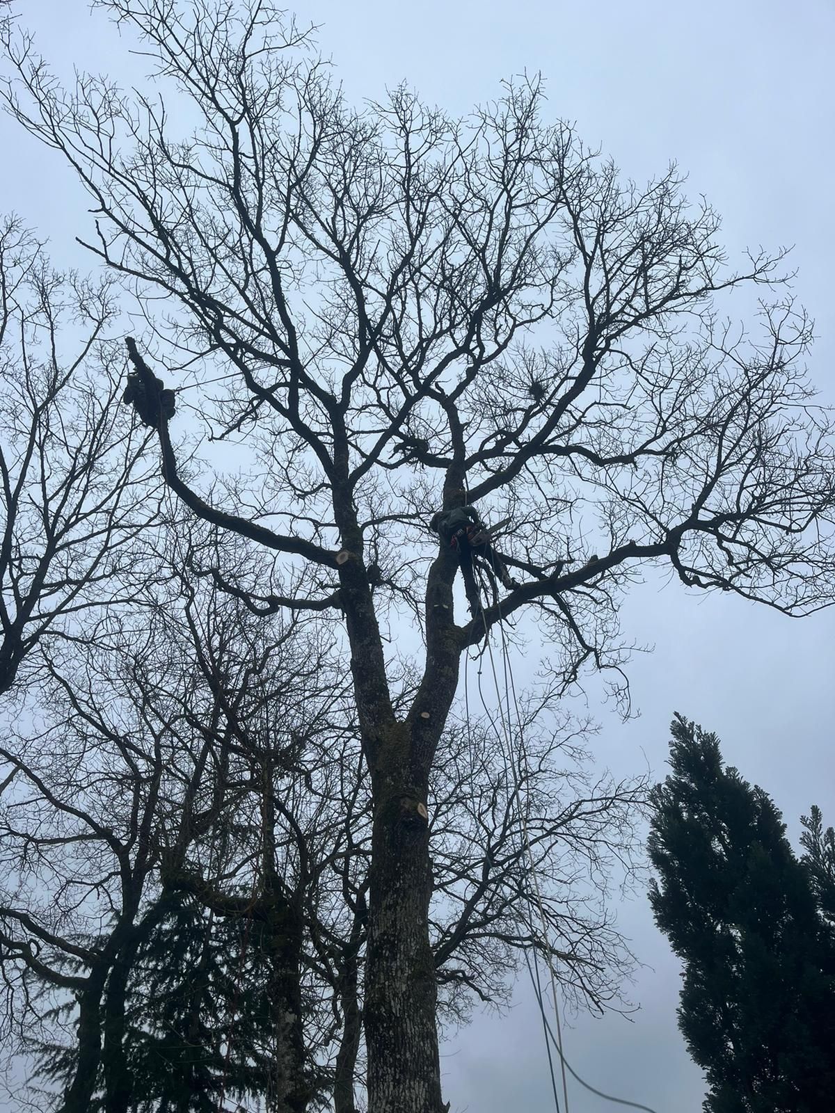 Arbre d'hiver nu se détachant sur un ciel gris nuageux, à côté d'un sapin sombre.