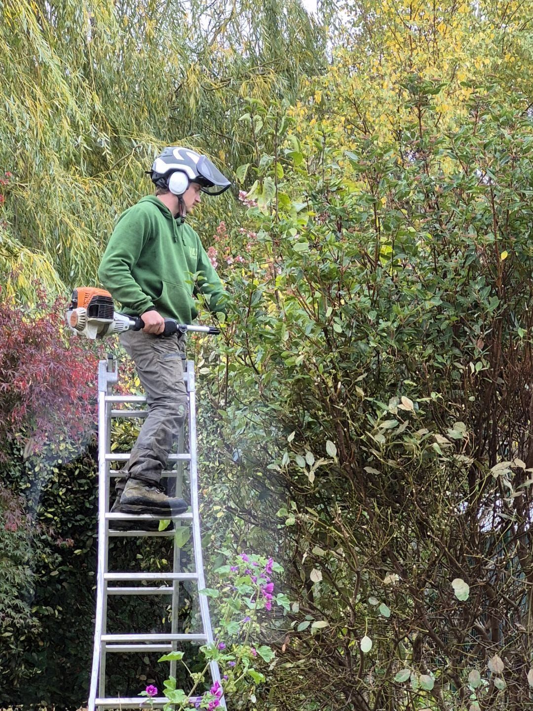 Une personne taille une haie à la tronçonneuse depuis une échelle dans un jardin.