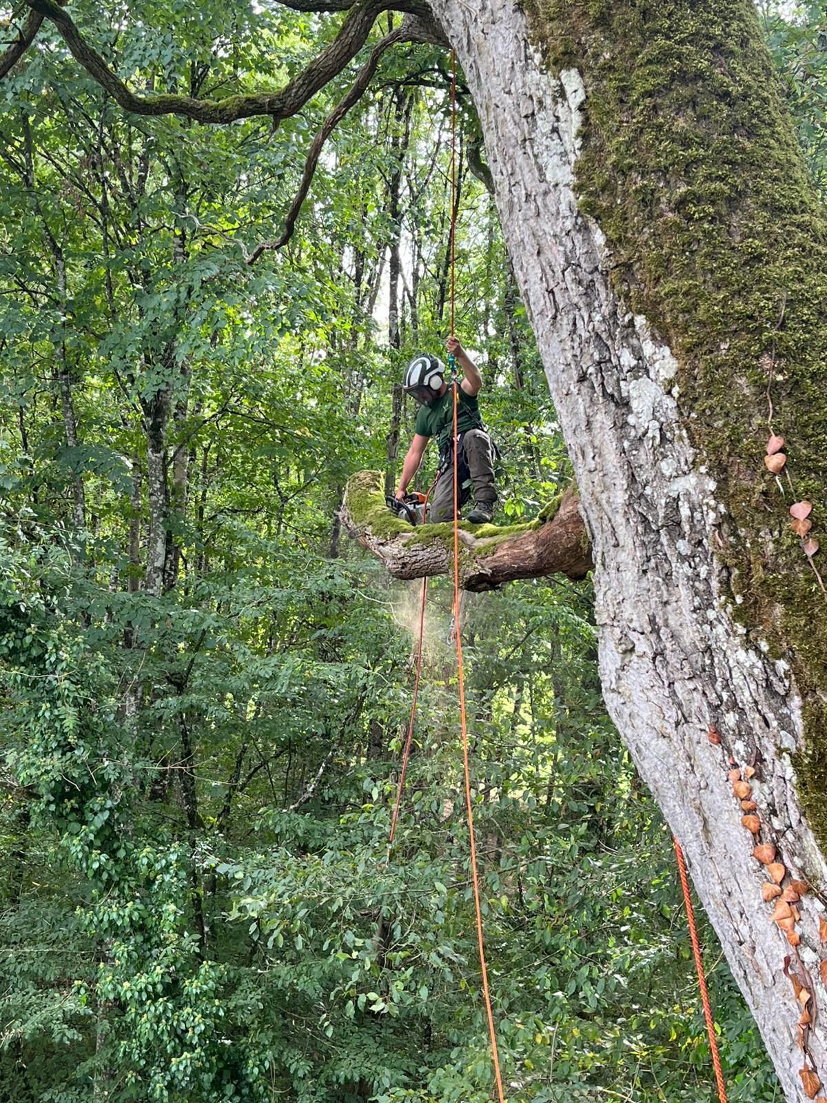 Artisan grimpeur d'arbres sur une corde, haut dans une forêt, debout sur une branche au milieu d'un dense feuillage vert.