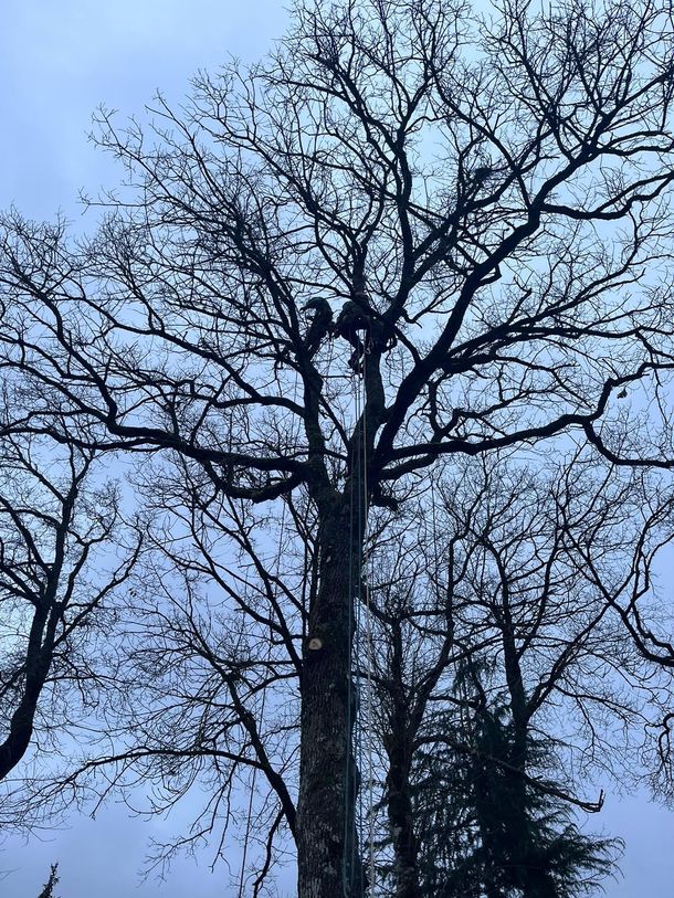 Arbre nu et sans feuilles se détachant sur un ciel bleu pâle au crépuscule