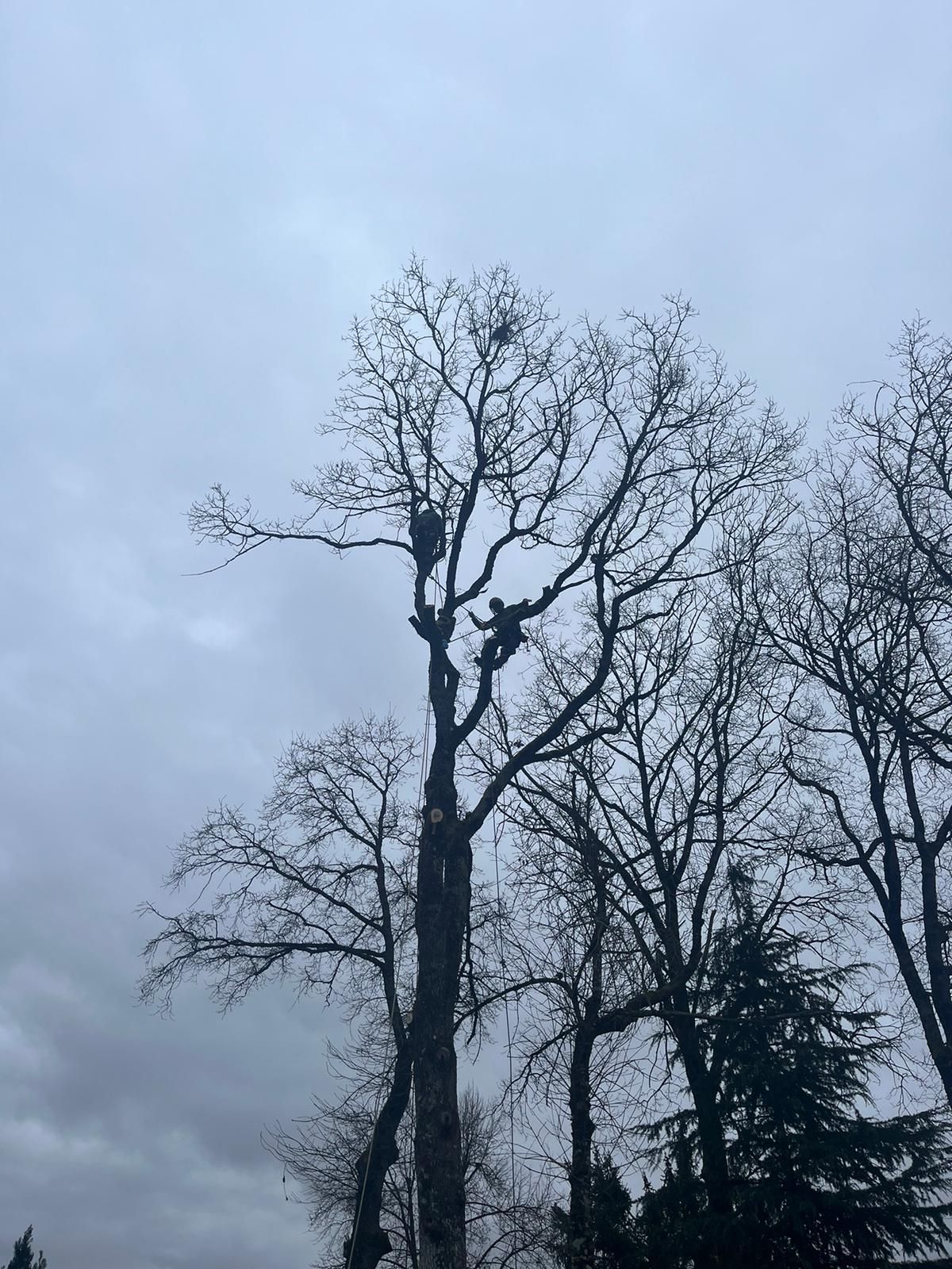 Des arbres dénudés se découpent sur un ciel gris nuageux, avec un conifère sombre à droite.