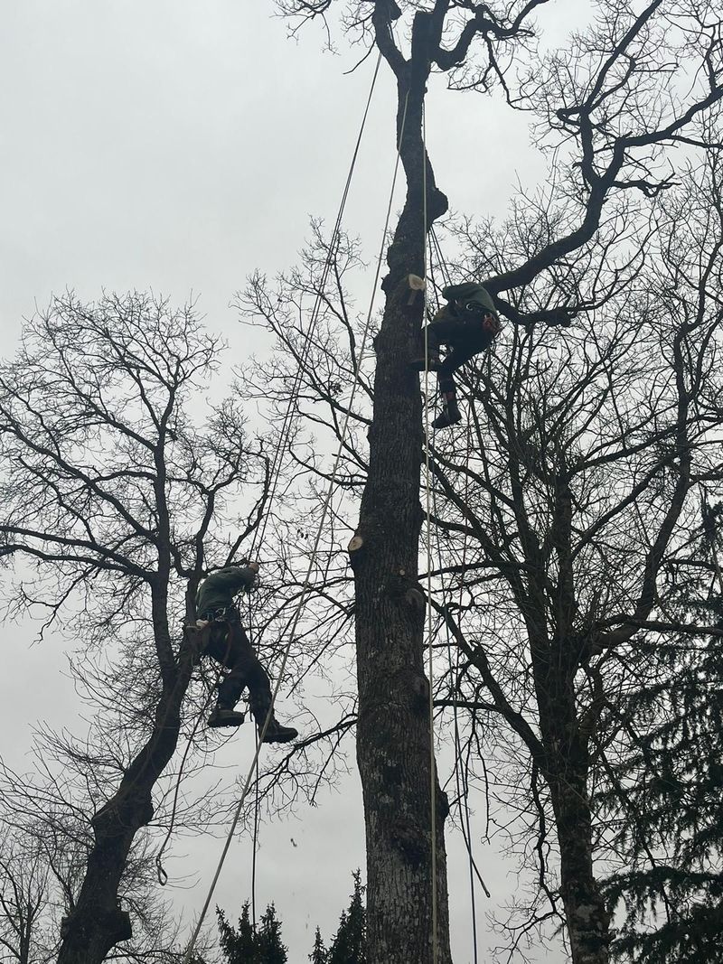 Grand arbre sans feuilles dans un jardin sous un ciel bleu, avec un tronc recouvert d'une gaine blanche à sa base