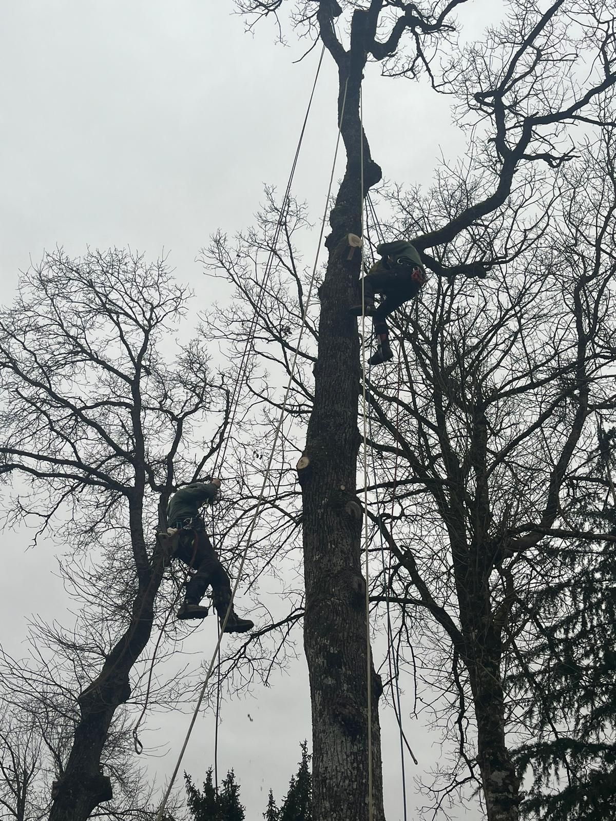Champ herbeux avec un arbre solitaire, une haie et un ciel nuageux sur un paysage lointain