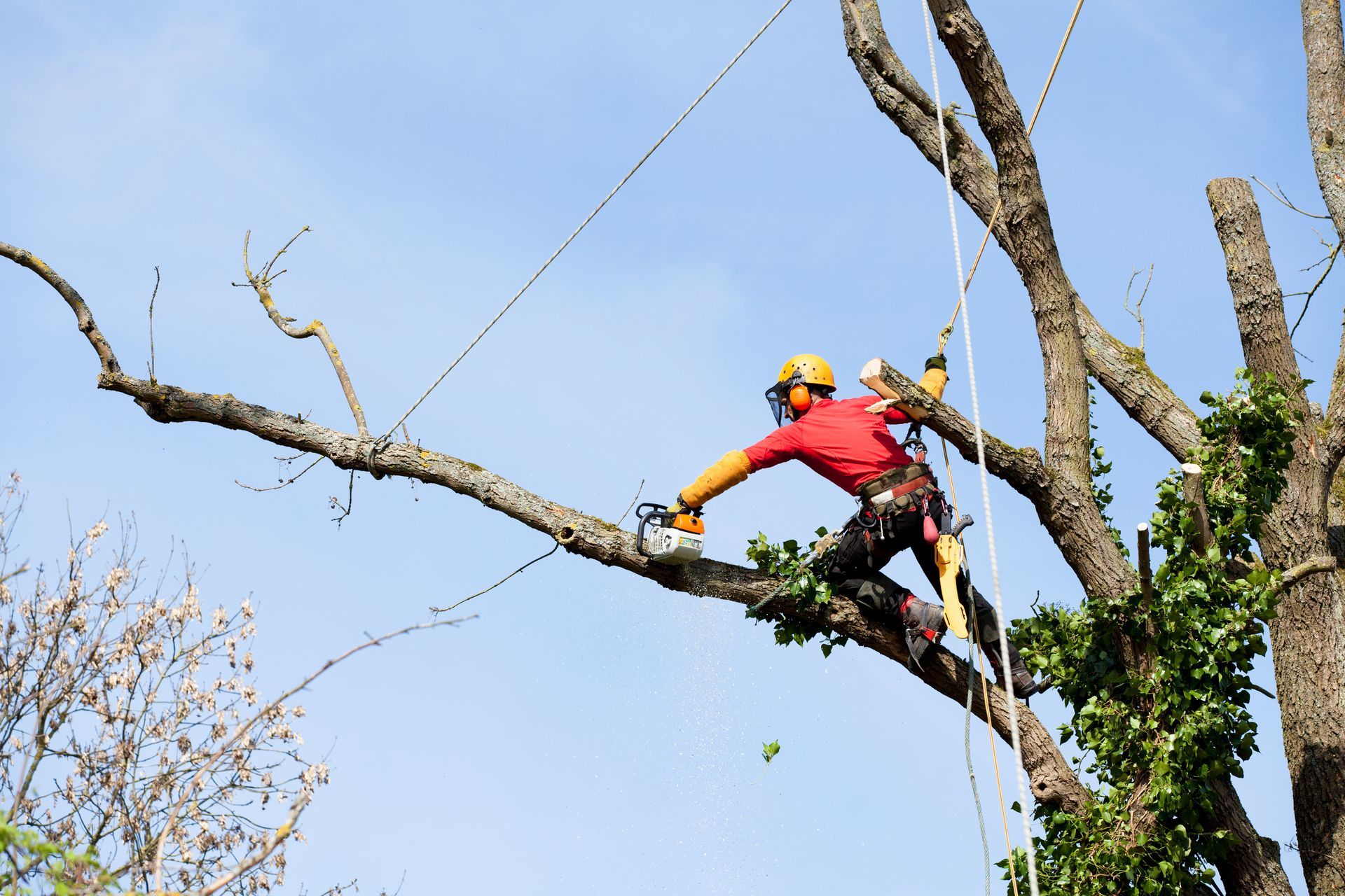 Arboriste en chemise rouge et casque jaune élague une branche d'arbre en hauteur.