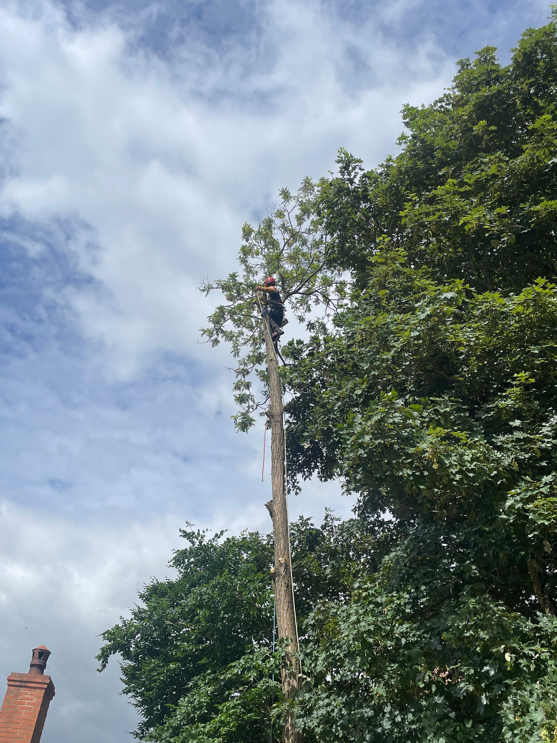 Grand arbre se détachant sur un ciel bleu nuageux, avec une petite toiture en briques en bas à gauche.