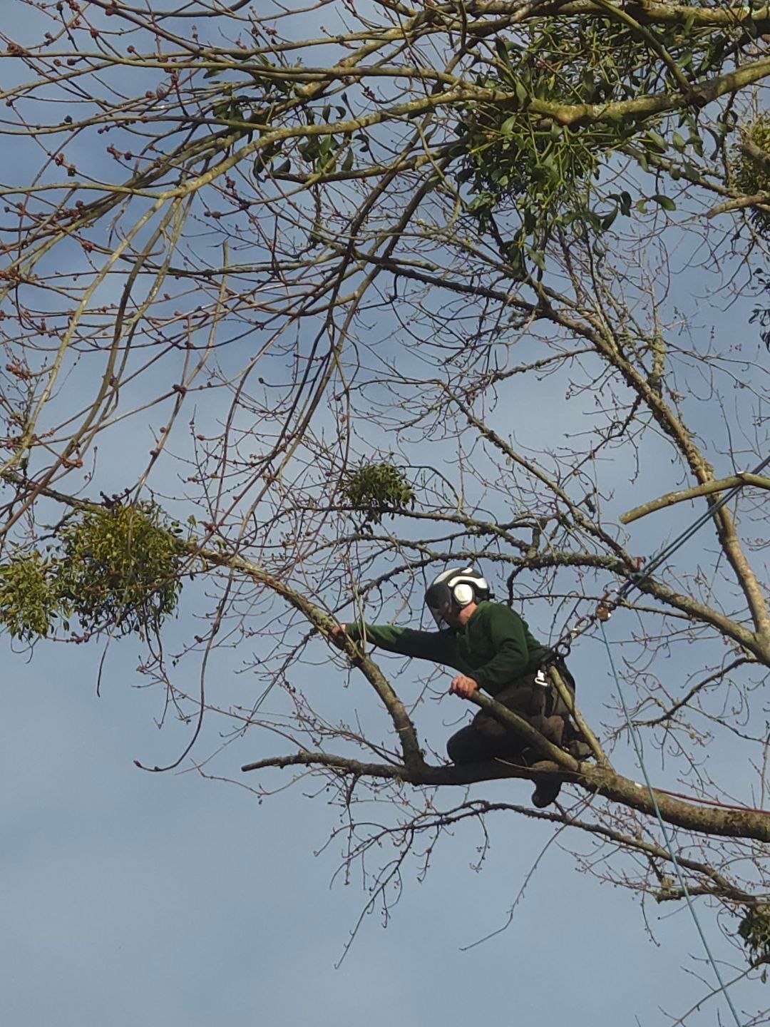 Une personne vêtue de vert, perchée dans un arbre, tend la main vers les branches sous un ciel bleu.