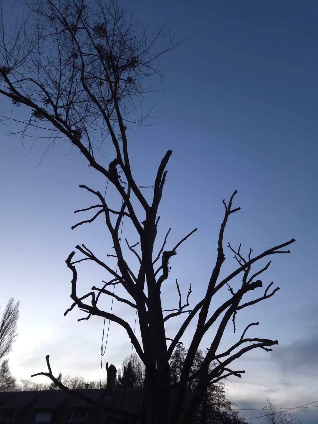 Une personne portant un casque coupe un gros tronc d'arbre à la tronçonneuse à l'extérieur, près d'une maison en pierre.