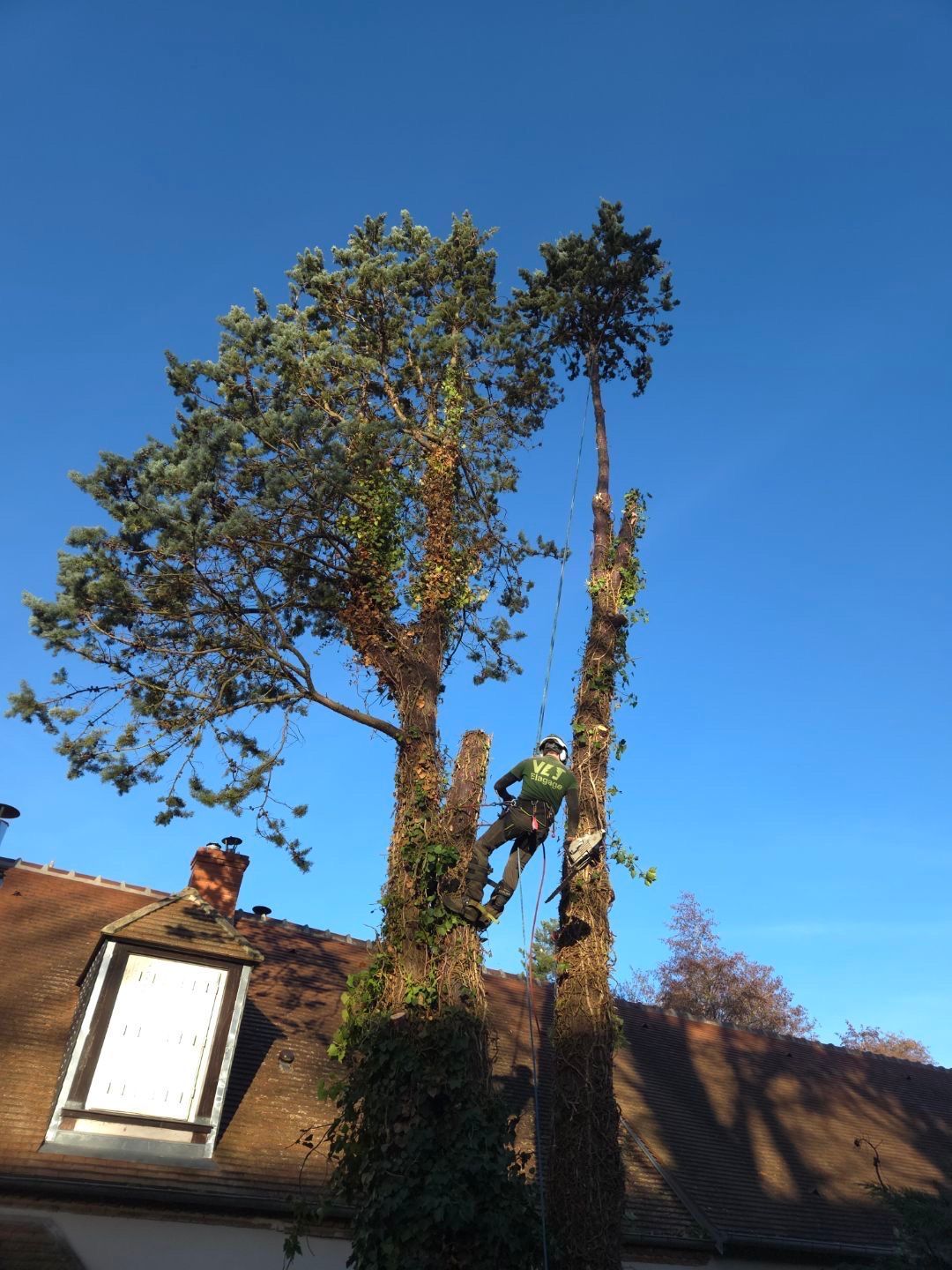 Grand arbre recouvert de lierre près d'une maison en briques sous un ciel bleu clair