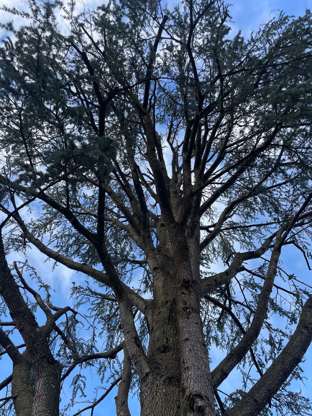 Grand arbre sans feuilles se détachant sur un ciel bleu parsemé de nuages.