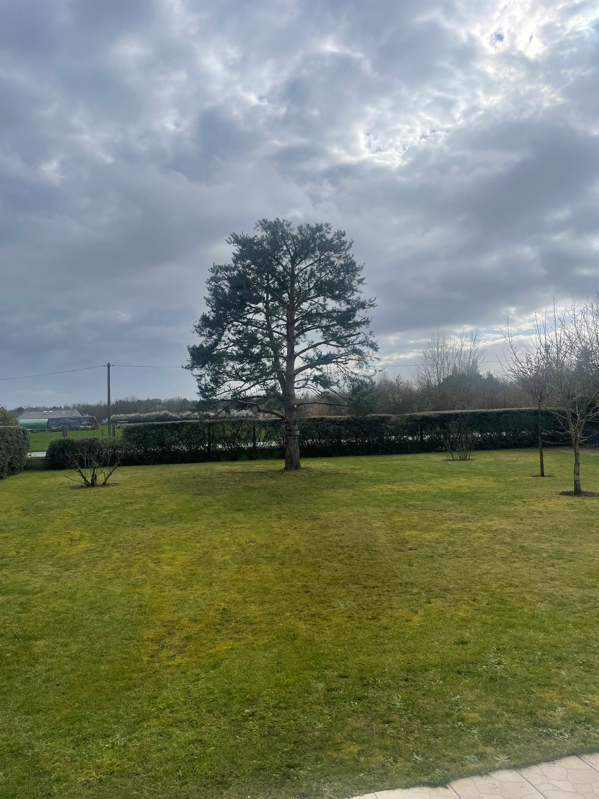 Champ herbeux avec un arbre solitaire, une haie et un ciel nuageux sur un paysage lointain