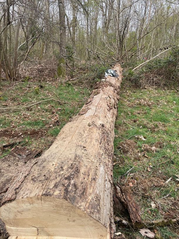 Un tronc d'arbre tombé sur un sentier boisé, avec un petit chien près de l'extrémité opposée.