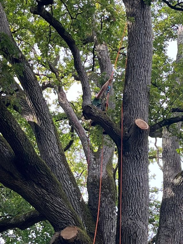 Un élagueur, perché dans un arbre feuillu, porte un harnais et des cordes pour tailler des branches.