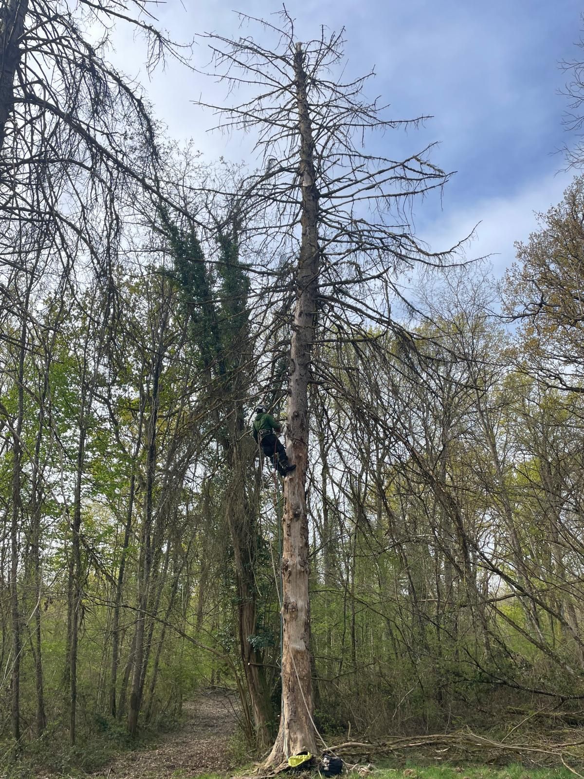Une personne grimpe à un grand arbre mort dans une zone boisée par temps clair.