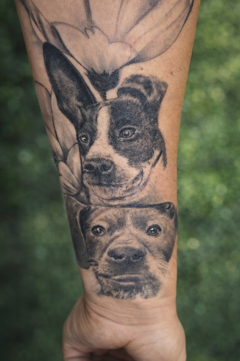 Dos tatuajes de retratos de perros en el antebrazo, uno en blanco y negro arriba y otro en escala de grises abajo