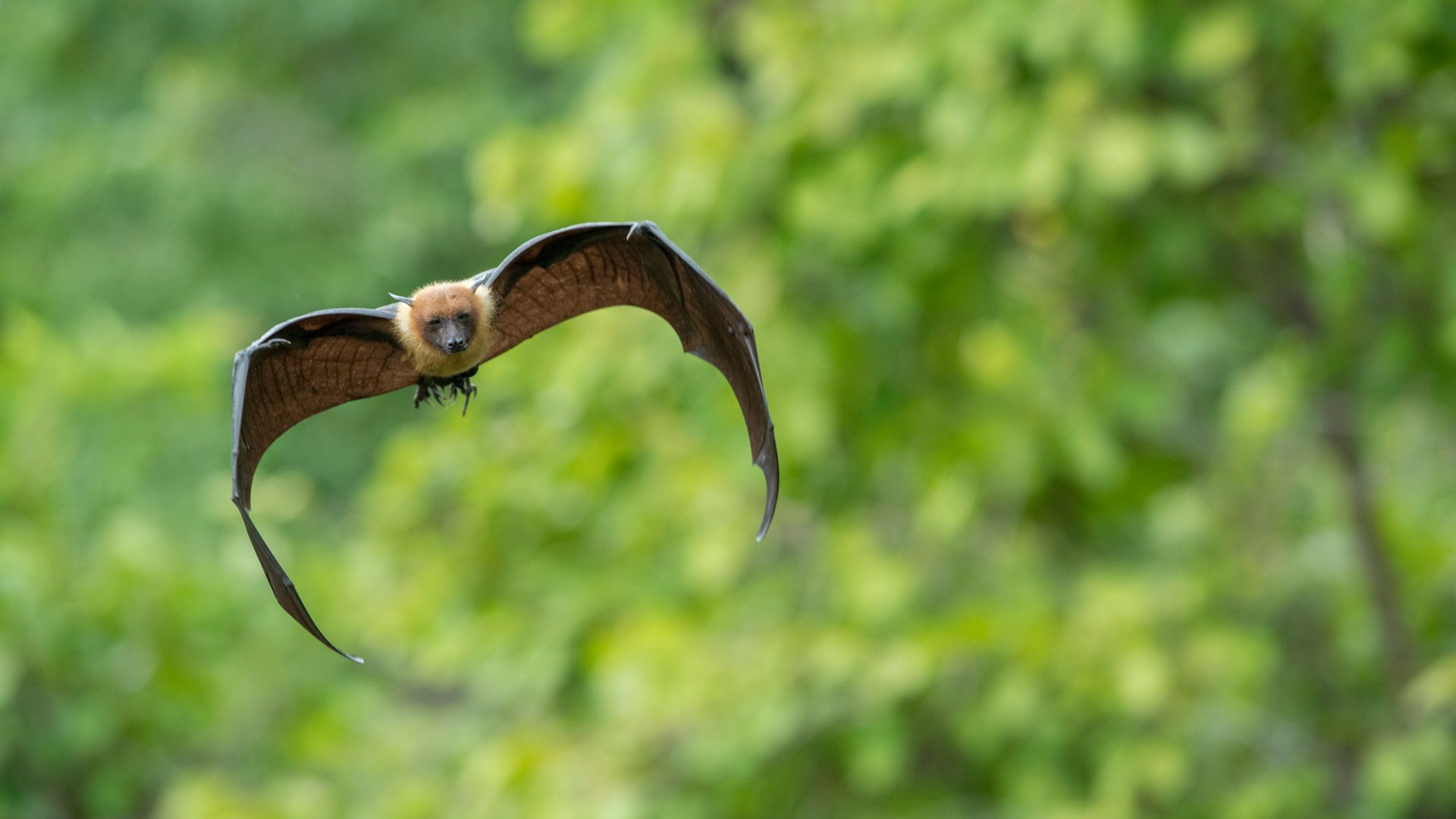 Chauve-souris en train de voler