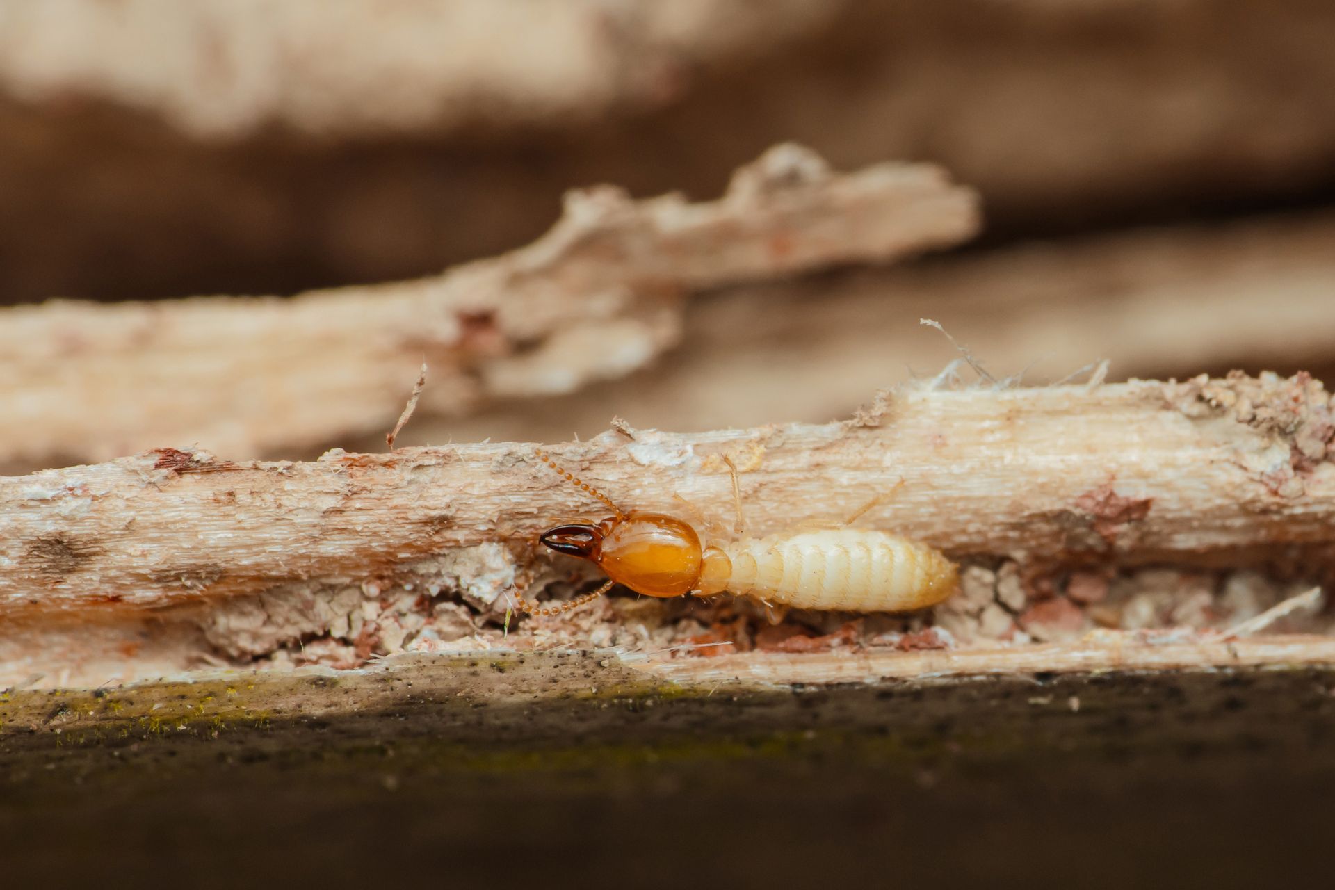 Termite dans le bois