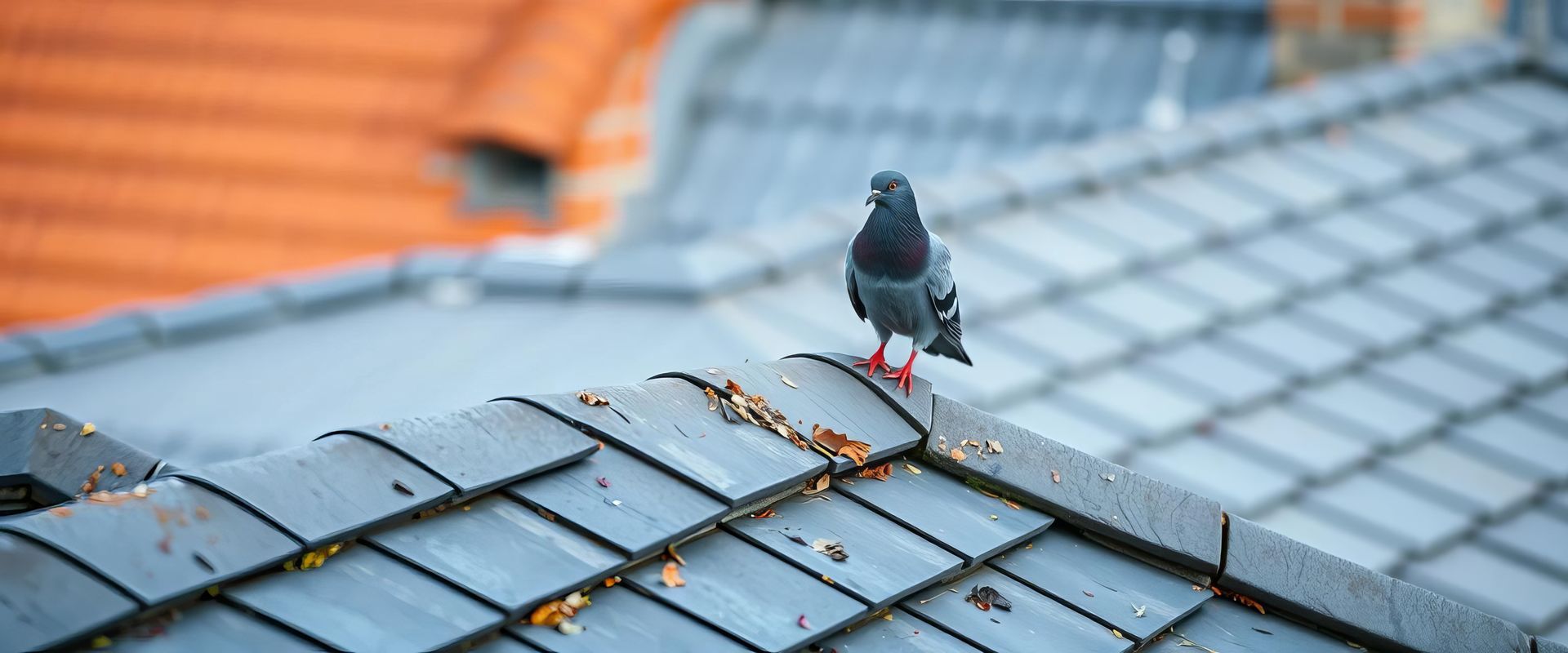 Pigeon sur un toit