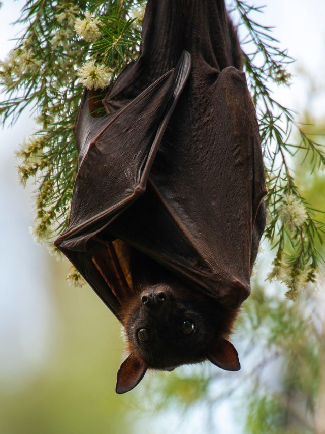 Chauve-souris tête à l'envers