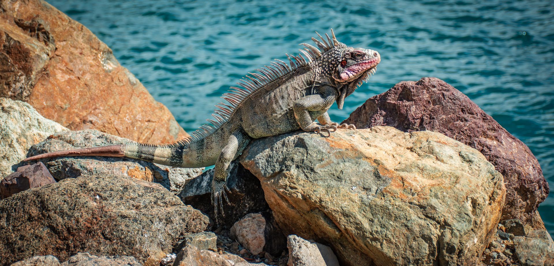 Iguane sur une pierre