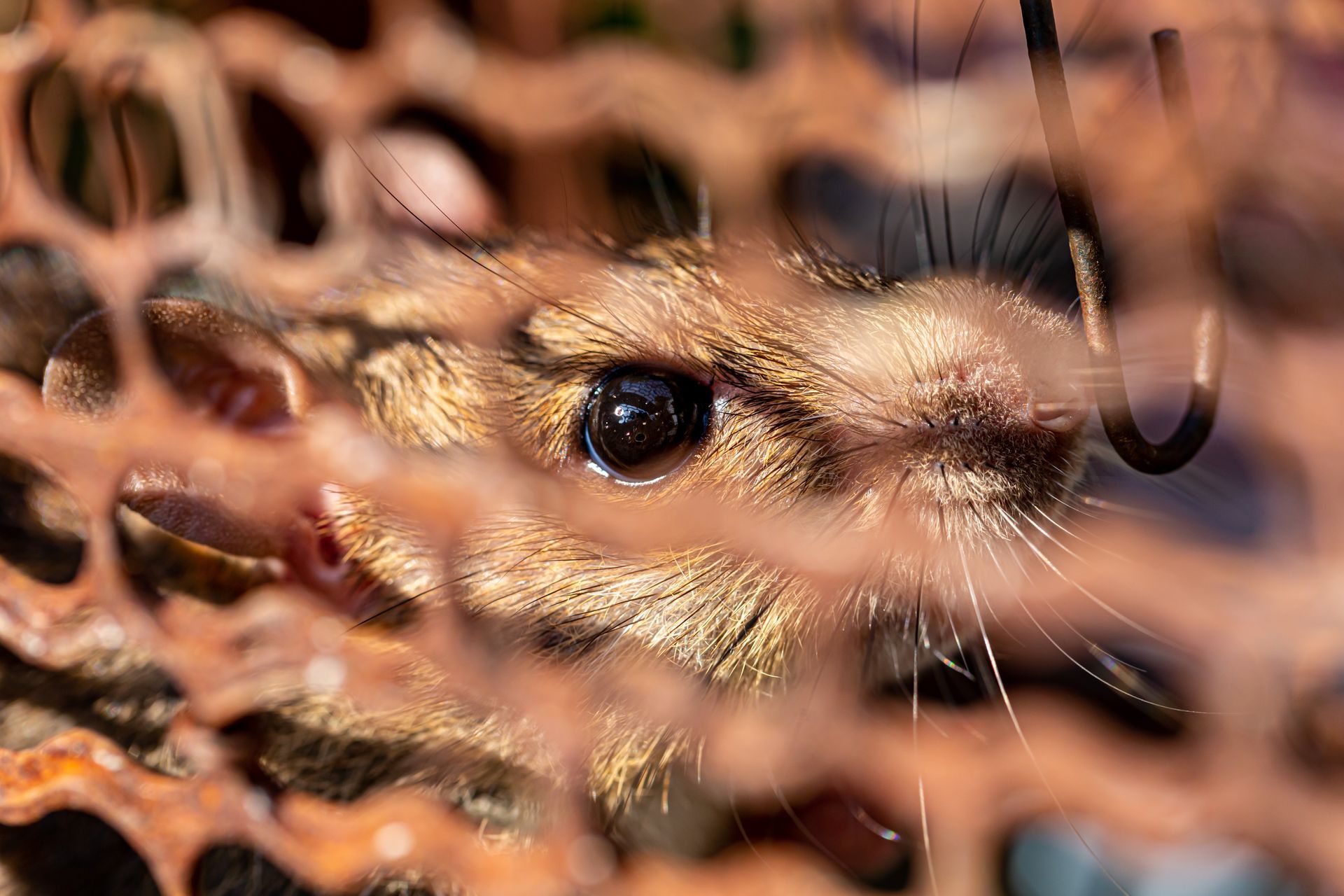 Un tamia piégé dans une cage en fil de fer rouillée, les yeux grands ouverts