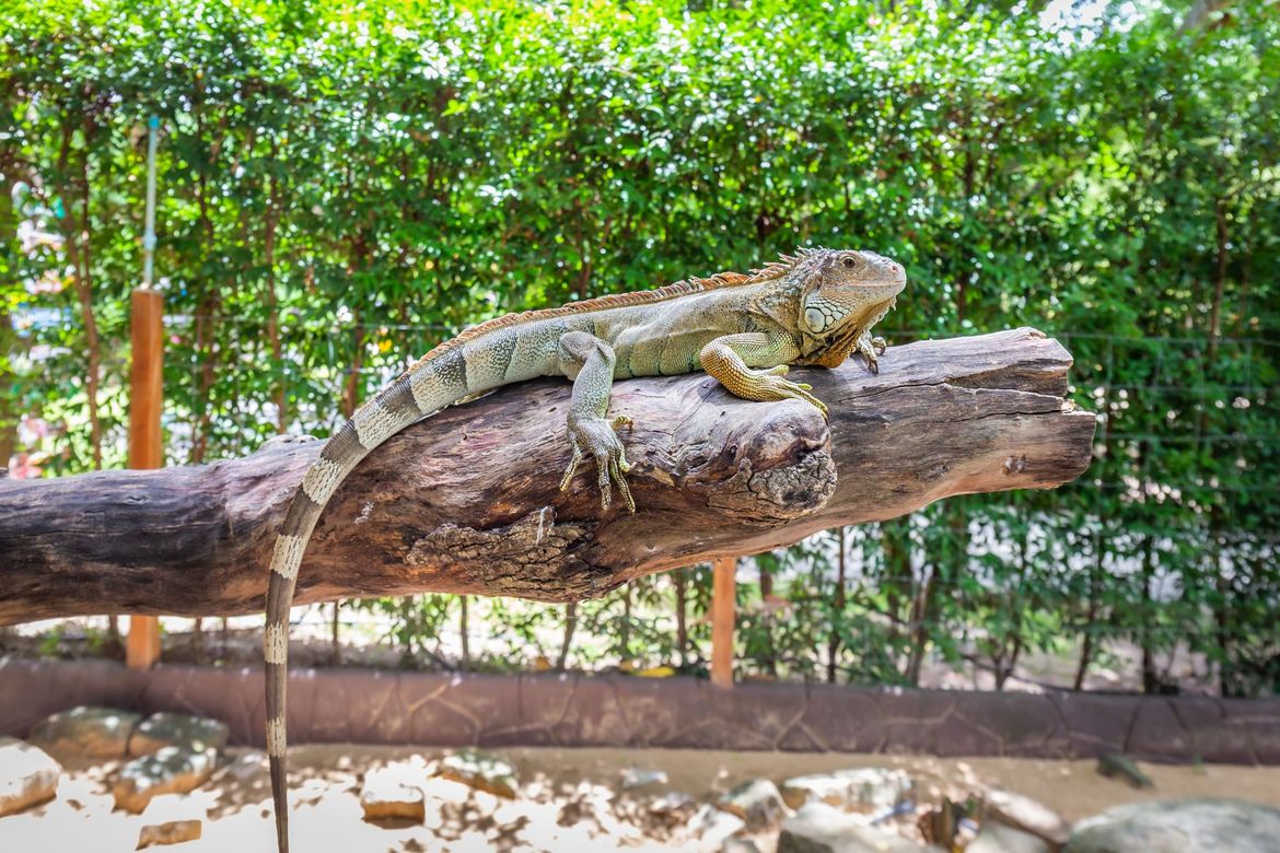 Iguane sur un tronc