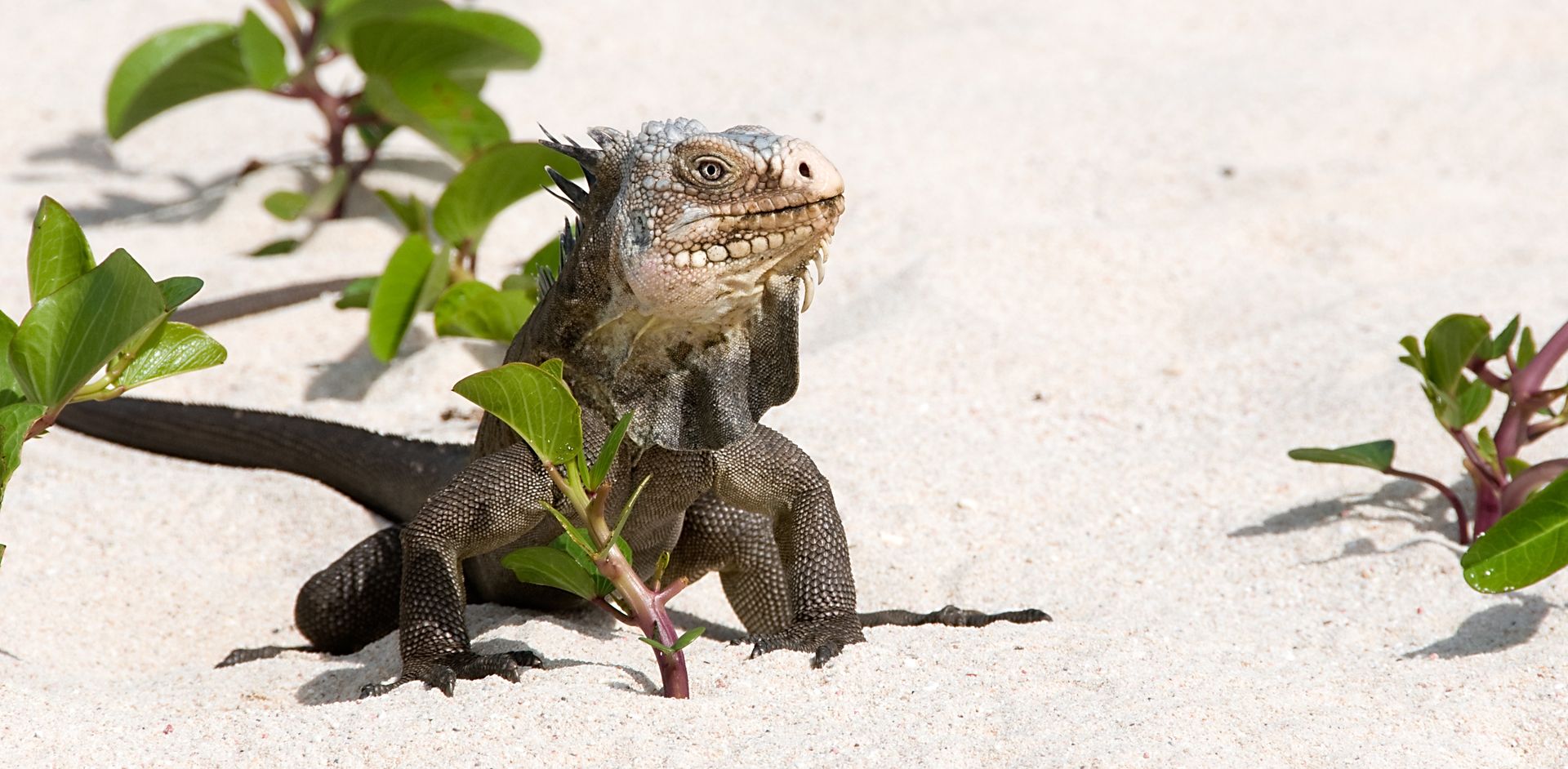 Iguane dans le sable