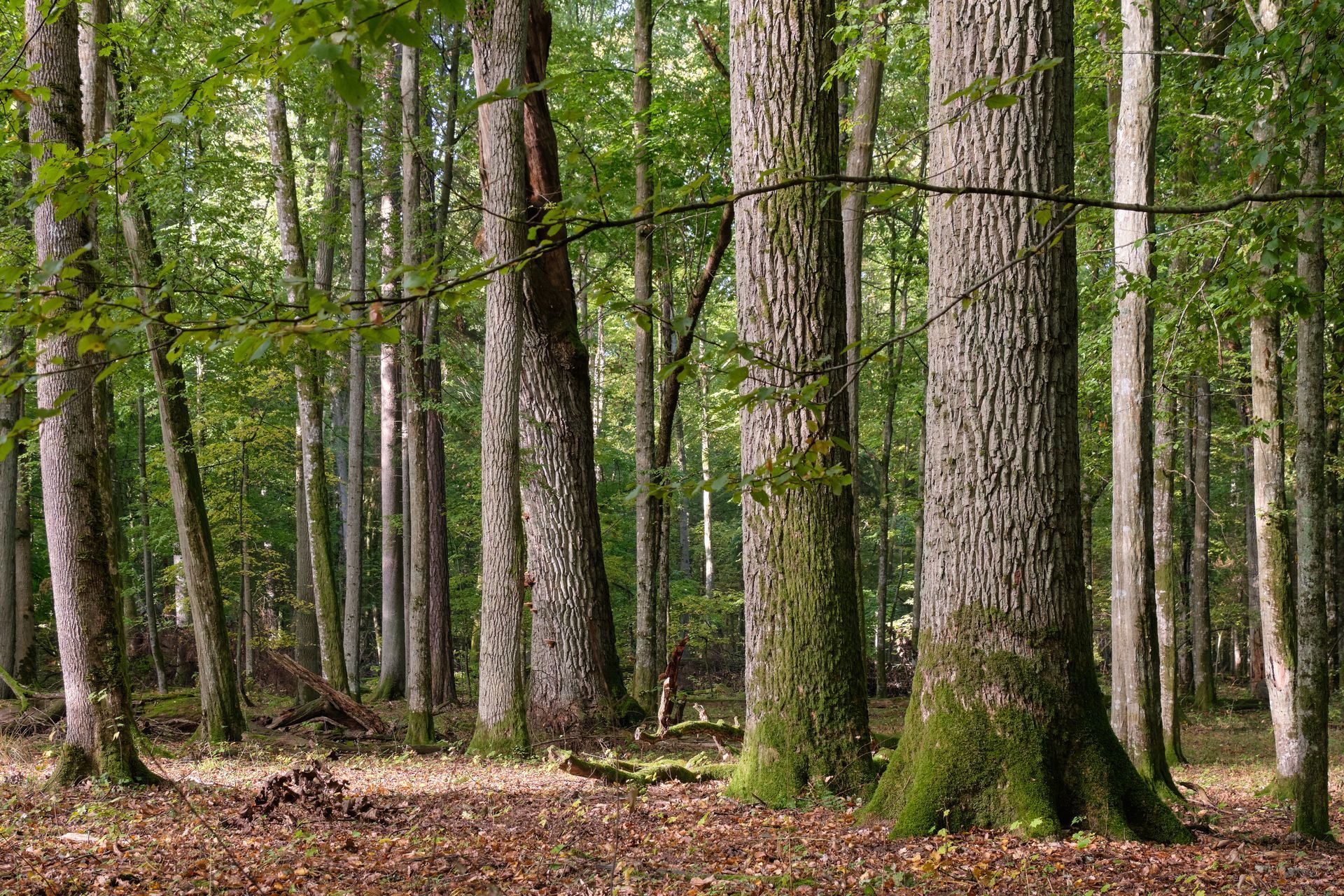 À l'intérieur d'une forêt.