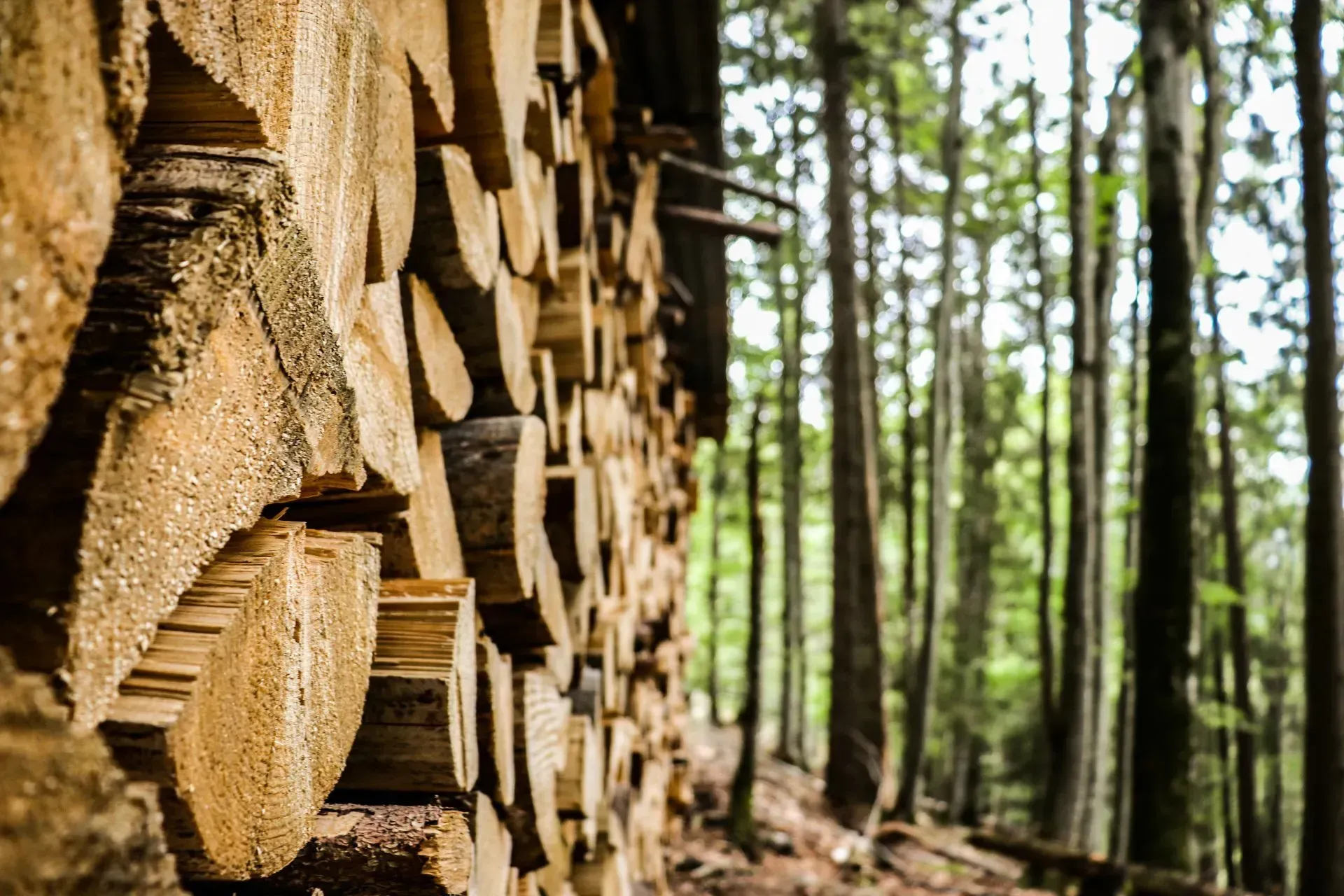 Empilement de bois dans une forêt.