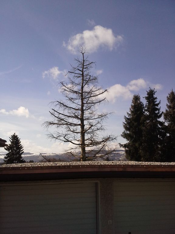 Kronenschnitt Lärche