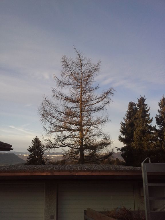 Kronenschnitt Lärche