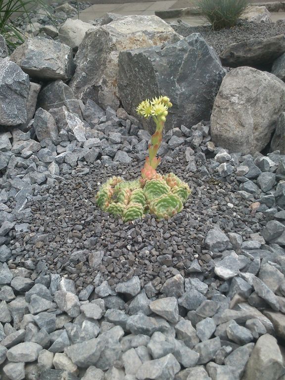 Steingarten Alpenkalk