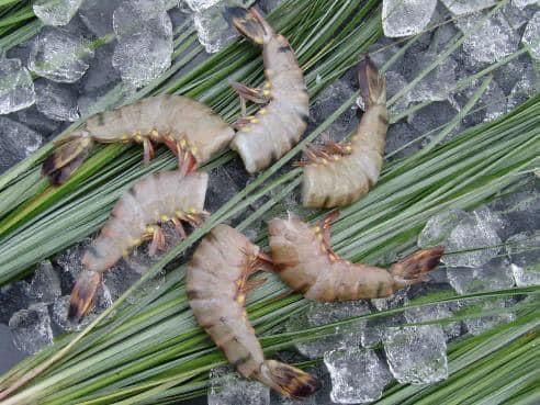 Ein Haufen Garnelen auf Eis.
