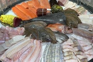 Auswahl an Fisch