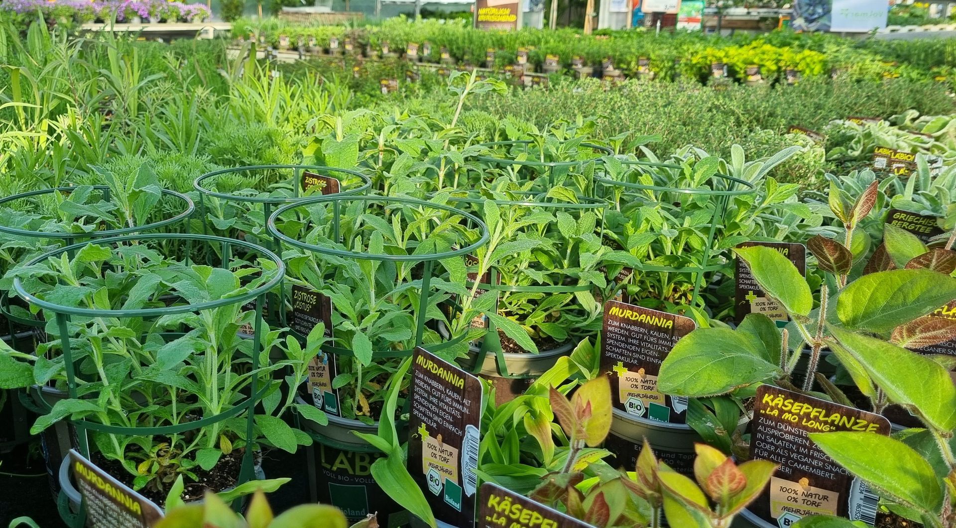 Kräuter & Gemüse | Pflanzenzentrum op de Hipt | Kamp-Lintfort | Mehr als ein Gartencenter!