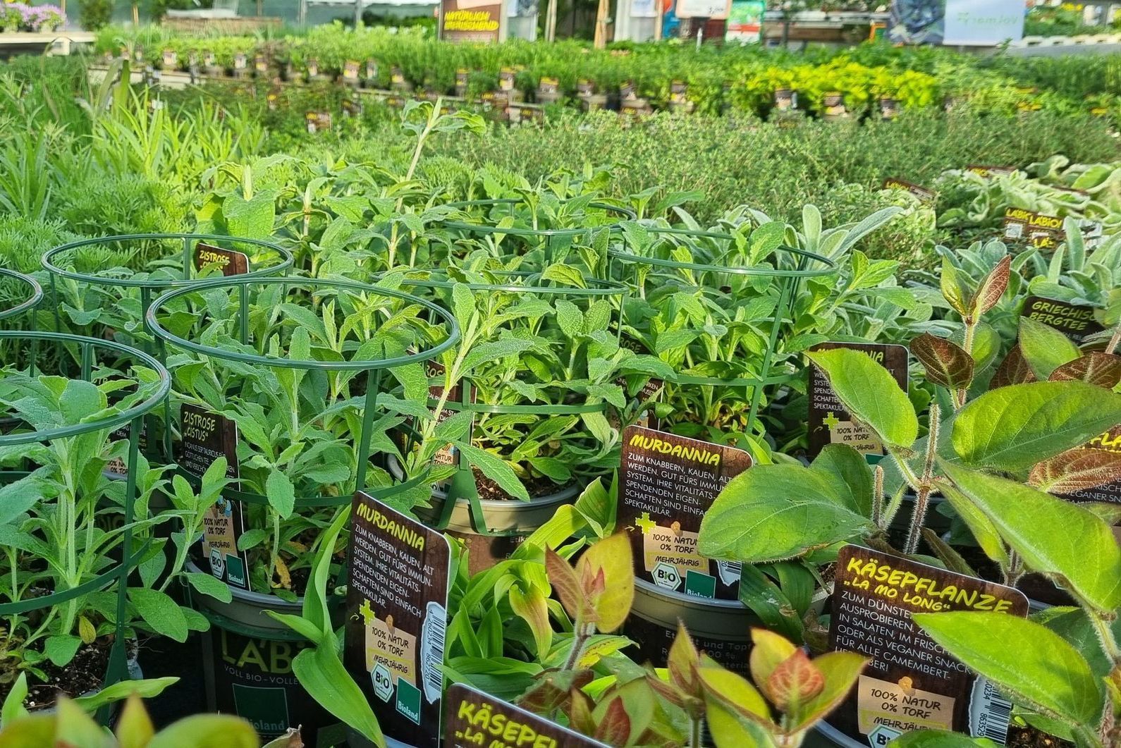 Kräuter & Gemüse | Pflanzenzentrum op de Hipt | Kamp-Lintfort | Mehr als ein Gartencenter!