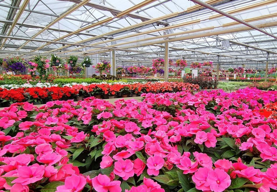 Beet- & Balkonpflanzen | Pflanzenzentrum op de Hipt | Kamp-Lintfort | Mehr als ein Gartencenter!