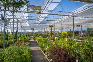 Baumschule & Stauden | Pflanzenzentrum op de Hipt | Kamp-Lintfort | Mehr als ein Gartencenter!