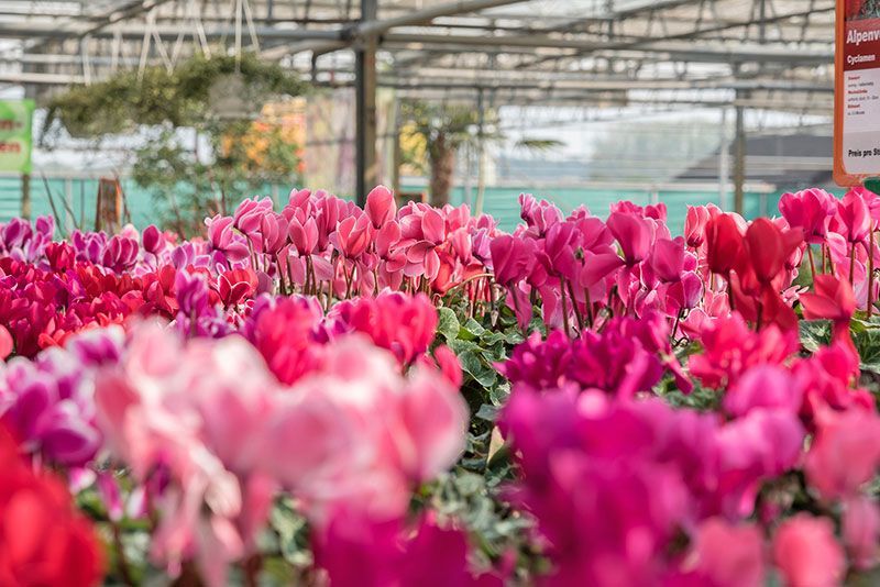 Beet- & Balkonpflanzen | PflaBeet- & Balkonpflanzen | Pflanzenzentrum op de Hipt | Kamp-Lintfort | Mehr als ein Gartencenter!nzenzentrum op de Hipt | Kamp-Lintfort | Mehr als ein Gartencenter!