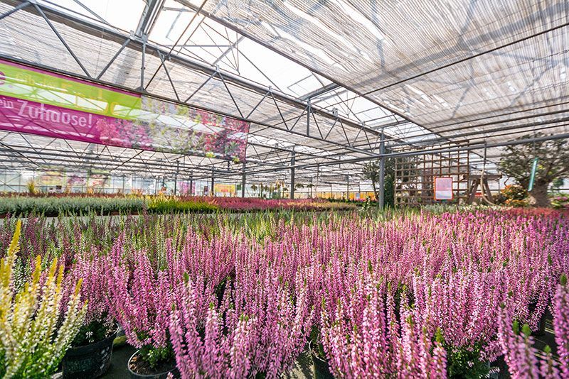 Beet- & Balkonpflanzen | Pflanzenzentrum op de Hipt | Kamp-Lintfort | Mehr als ein Gartencenter!