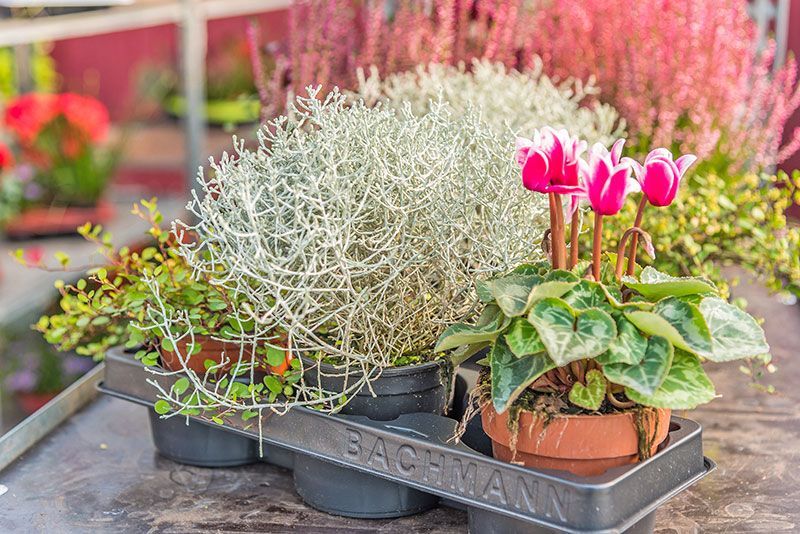 Palettenmarkt | Pflanzenzentrum op de Hipt | Kamp-Lintfort | Mehr als ein Gartencenter!