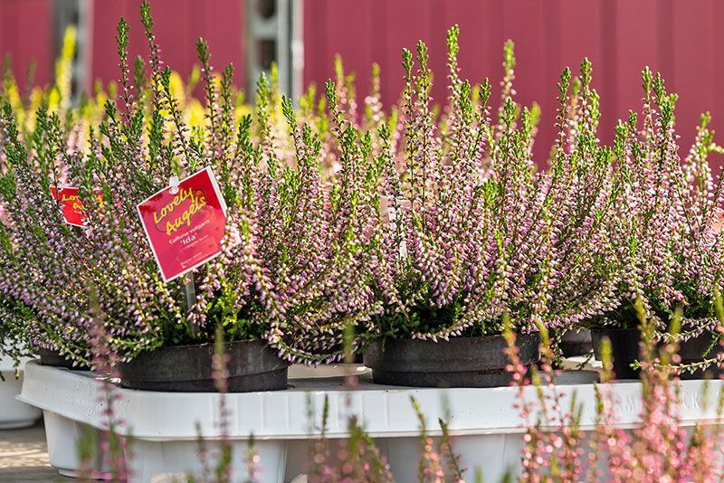 Palettenmarkt | Pflanzenzentrum op de Hipt | Kamp-Lintfort | Mehr als ein Gartencenter!