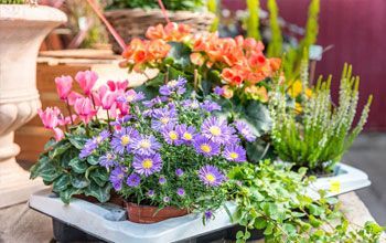 Palettenmarkt | Pflanzenzentrum op de Hipt | Kamp-Lintfort | Mehr als ein Gartencenter!