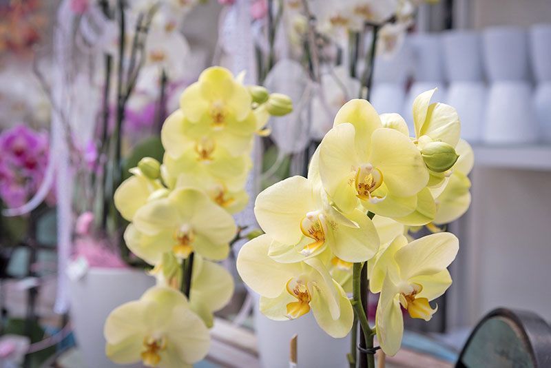 Zimmerpflanzen | Pflanzenzentrum op de Hipt | Kamp-Lintfort | Mehr als ein Gartencenter!